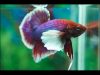 betta-plakat